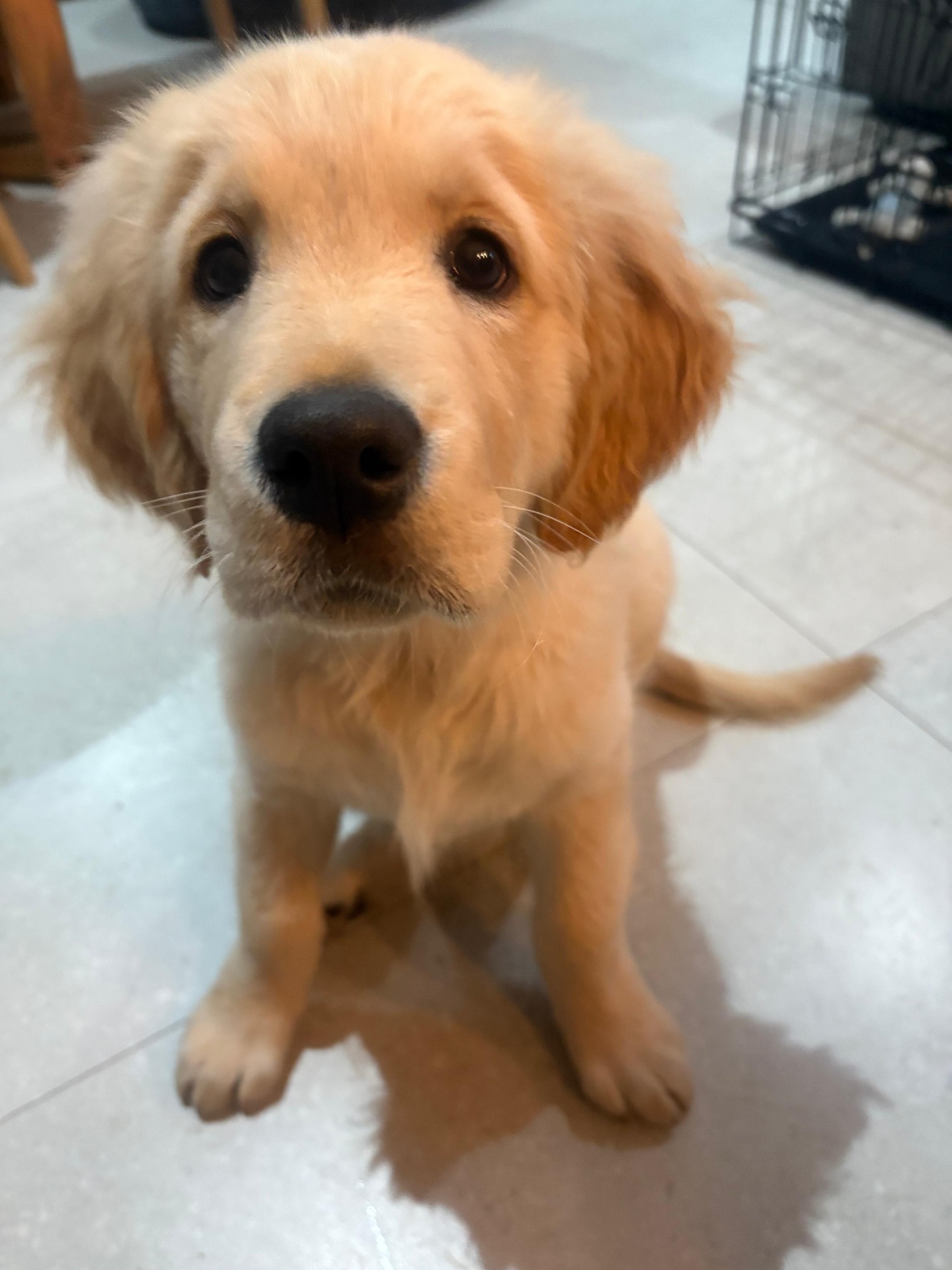 Golden retriever puppy